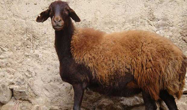 گوسفند افشاری