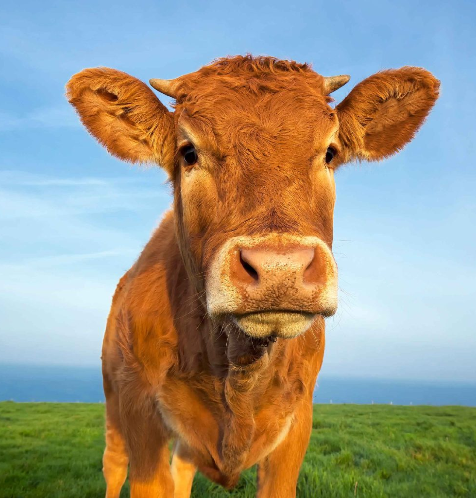 گاو سمینتال